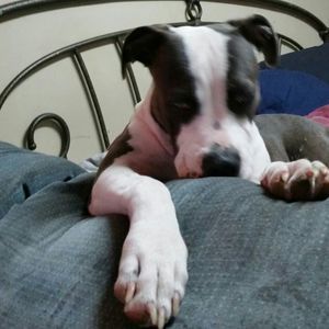 Meet your Posher, Eddie